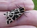 Ecaille tessellée ou Ecaille pudique (Cymbalophora pudica), adulte en main, photo 2.