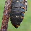 Ecaille tessellée ou Ecaille pudique (Cymbalophora pudica), abdomen femelle, photo 1.
