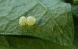 Ecaille tessellée ou Ecaille pudique (Cymbalophora pudica), oeufs sur pissenlit.