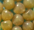 Ecaille tessellée ou Ecaille pudique (Cymbalophora pudica),  oeufs embryonnés, détail, photo 2.