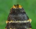 Ecaille tessellée ou Ecaille pudique (Cymbalophora pudica), abdomen femelle, photo 3.