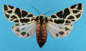 Ecaille tessellée ou Ecaille pudique (Cymbalophora pudica), adulte femelle étalé (collection).