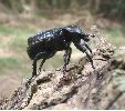 Pique-prune (Osmoderma eremita) mâle émettant ses  phéromones