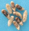 Dermestes undulatus, nymphes à divers stade de maturité