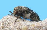 Dermestes undulatus, adulte (photo 6)