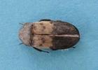 Dermeste du lard (Dermestes lardarius, adulte.