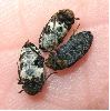 Dermestes undulatus, adultes (photo 4)