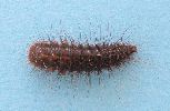 Dermestes undulatus, larve (photo 2)