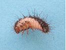 Dermestes undulatus, larve en vue ventrale