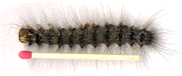 Bombyx disparate (Lymantria dispar), chenille âgée, avec allumette / échelle.