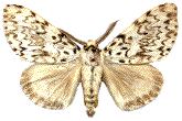 Lymantria monacha mâle