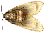 Lymantria dispar après ponte