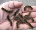 Bombyx disparate (Lymantria dispar),  chenilles &acirc;g&eacute;es en main, photo 1.