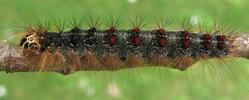 Bombyx disparate (Lymantria dispar), chenille âgée, photo 3.