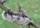 Bombyx disparate (Lymantria dispar), accouplement, photo 1.
