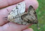 Bombyx disparate (Lymantria dispar), accouplement en main, photo 1.