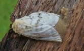 Bombyx disparate (Lymantria dispar), femelle à pondre; photo 2.