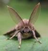 Bombyx disparate (Lymantria dispar), vue d'ensemble des antennes du mâle, photo 1.