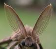 Bombyx disparate (Lymantria dispar), vue d'ensemble des antennes du mâle, photo 2.