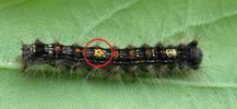 Bombyx disparate (Lymantria dispar), mise en évidence, sur 2e stade larvaire, des "oreilles" et de l'étoile postérieure.