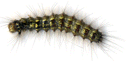 Bombyx disparate (Lymantria dispar), chenille âgée à dominante jaune.