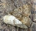 Bombyx disparate (Lymantria dispar), accouplement, photo 3