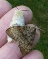 Bombyx disparate (Lymantria dispar), accouplement en main, photo 3.