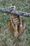 Bombyx disparate (Lymantria dispar), accouplement, photo 4
