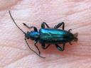 Donacia sericea bleue