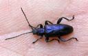 Donacia sericea violette