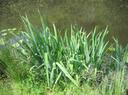 biotope de Donacia sericea