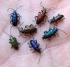 Donacia sericea verte