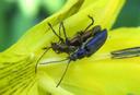 accouplement de Donacia sur Iris