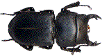 dorcus parallelipipedus (m&acirc;le)