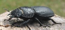 Dorcus adulte (photo 2)