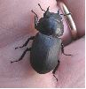 Dorcus adulte (photo 4)