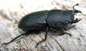 Dorcus adulte (photo 1)