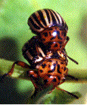 accouplement de doryphores