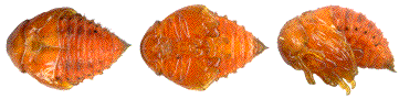 nymphes de doryphores