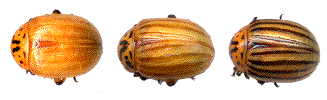 chromatogenèse du doryphore