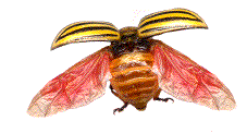 doryphore ailes ouvertes