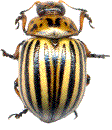 doryphore adulte