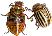 couple de doryphore