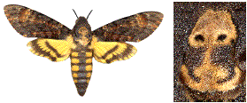 sphinx tête de mort (acherontia atropos) et détail
