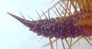 Drile jaunâtre ou Drile panaché (Drilus flavescens), urogomphes larve 5e stade, photo 3.
