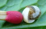 Drile jaun&acirc;tre ou Drile panach&eacute; (Drilus flavescens), larve naissante  sur escargot.