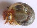 Drile jaun&acirc;tre ou Drile panach&eacute; (Drilus flavescens), larve femelle "&agrave; rebours",  dans son escargot, photo 1.