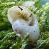 Drile jaun&acirc;tre ou Drile panach&eacute; (Drilus flavescens), larve naissante dans escargot, photo 1.
