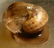 Drile jaunâtre ou Drile panaché (Drilus flavescens), vidage des intestins, photo 2.