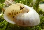 Drile jaunâtre ou Drile panaché (Drilus flavescens), larve naissante dans escargot, photo 2.